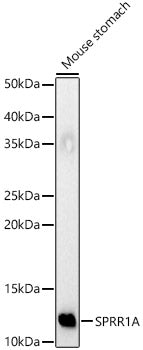 SPRR1A Rabbit pAb