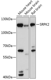 SRPK2 Rabbit pAb