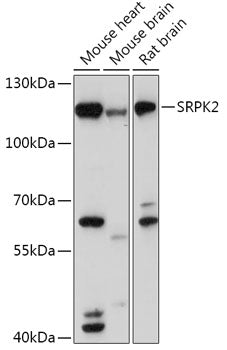 SRPK2 Rabbit pAb