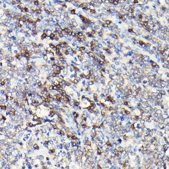 CD3E Rabbit pAb