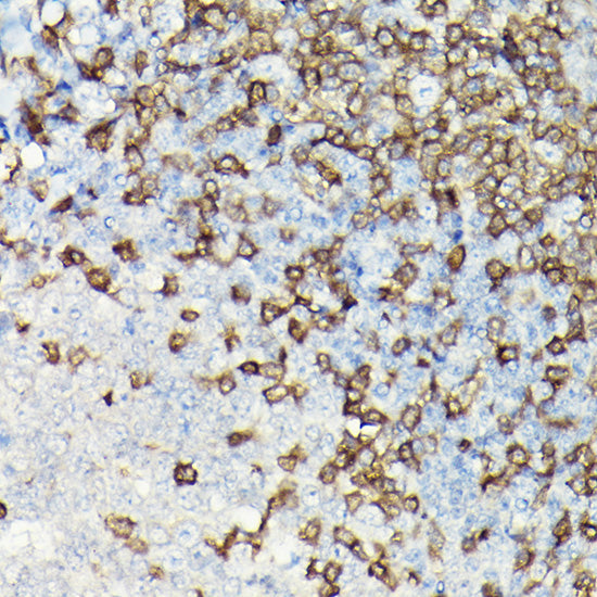 CD3E Rabbit pAb