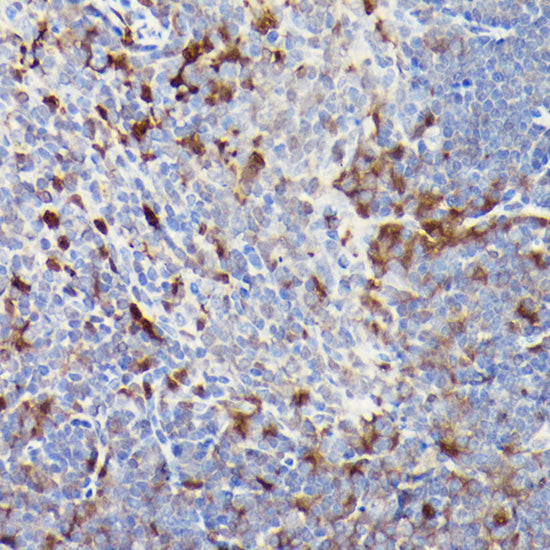 CD3E Rabbit pAb