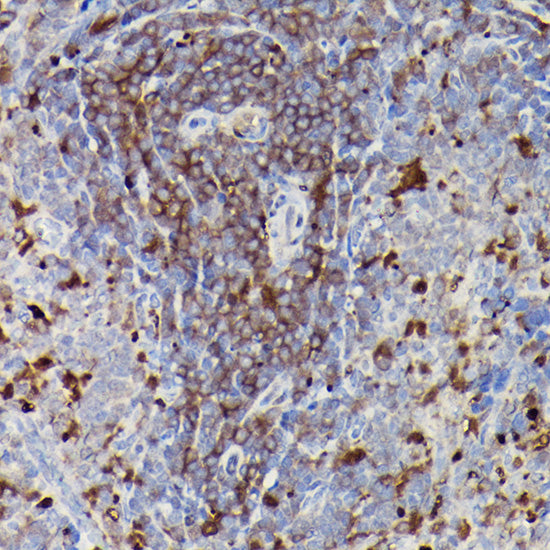 CD3E Rabbit pAb