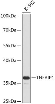 TNFAIP1 Rabbit pAb