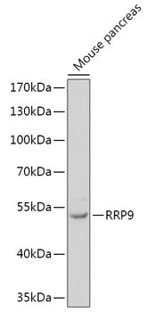 RRP9 Rabbit pAb