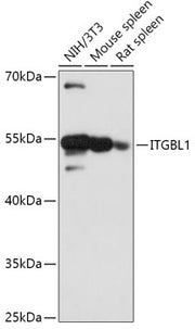 ITGBL1 Rabbit pAb