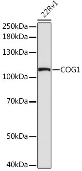 COG1 Rabbit pAb