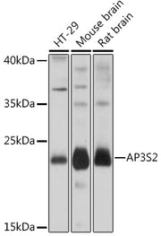 AP3S2 Rabbit pAb