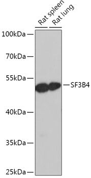 SF3B4 Rabbit pAb