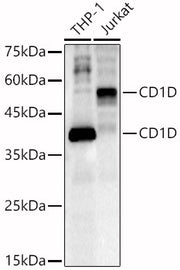 CD1D Rabbit pAb