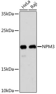 NPM3 Rabbit pAb