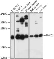 TMED2 Rabbit pAb