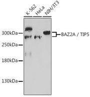 BAZ2A / TIP5 Rabbit pAb