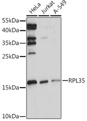 RPL35 Rabbit pAb