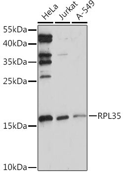 RPL35 Rabbit pAb