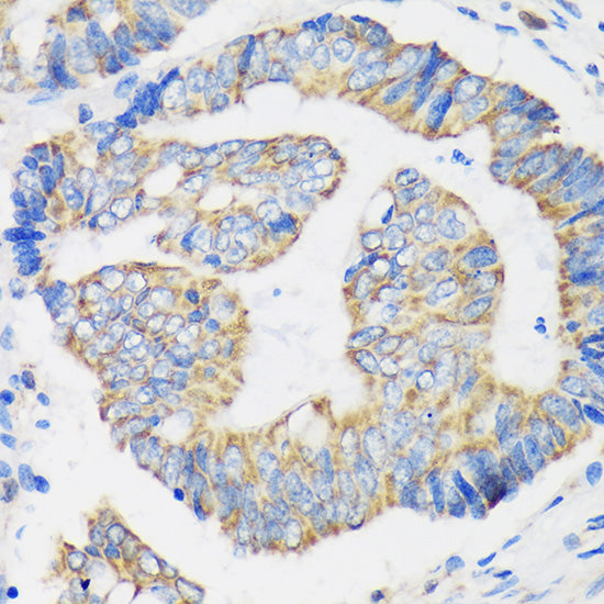 RPL35 Rabbit pAb