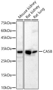 CA5B Rabbit pAb