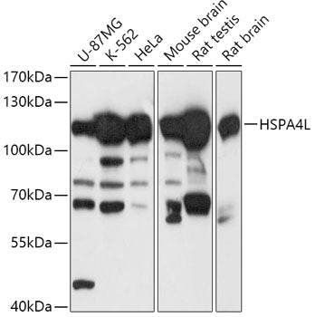 HSPA4L Rabbit pAb