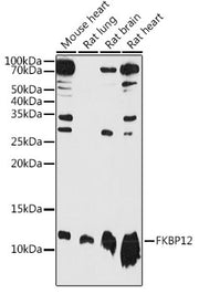 FKBP12 Rabbit pAb