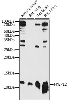 FKBP12 Rabbit pAb