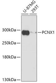 PCNX1 Rabbit pAb