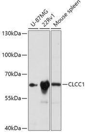 CLCC1 Rabbit pAb
