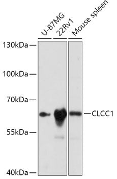 CLCC1 Rabbit pAb