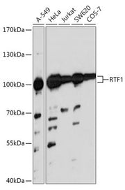 RTF1 Rabbit pAb