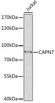 CAPN7 Rabbit pAb