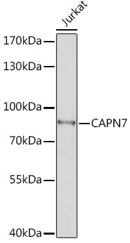 CAPN7 Rabbit pAb