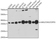 JAB1/CSN5/COPS5 Rabbit pAb