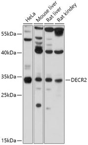 DECR2 Rabbit pAb