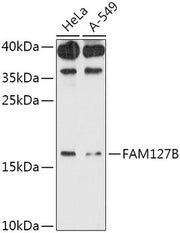 FAM127B Rabbit pAb