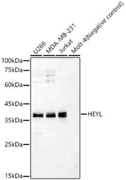 HEYL Rabbit pAb