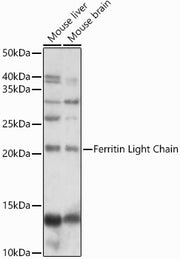 Ferritin Light Chain Rabbit pAb