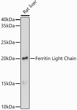 Ferritin Light Chain Rabbit pAb