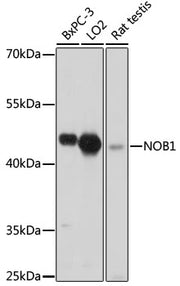 NOB1 Rabbit pAb