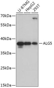 ALG5 Rabbit pAb