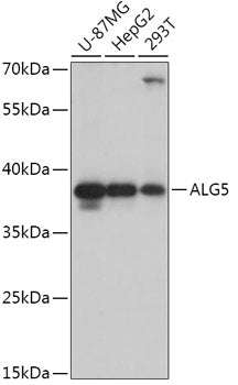 ALG5 Rabbit pAb