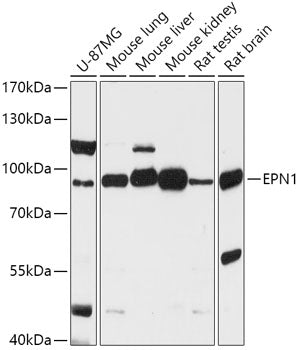 EPN1 Rabbit pAb