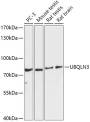 UBQLN3 Rabbit pAb