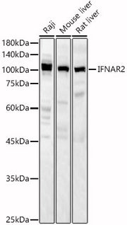 IFNAR2 Rabbit pAb