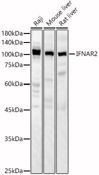 IFNAR2 Rabbit pAb