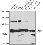 GMIP Rabbit pAb