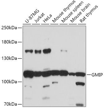 GMIP Rabbit pAb