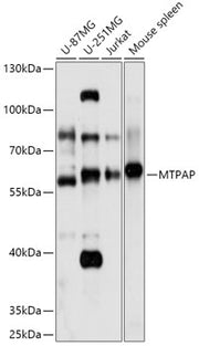 MTPAP Rabbit pAb