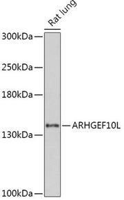 ARHGEF10L Rabbit pAb