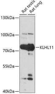 KLHL11 Rabbit pAb