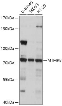 MTMR8 Rabbit pAb
