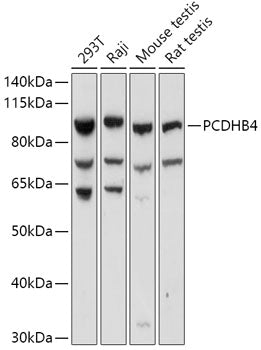 PCDHB4 Rabbit pAb
